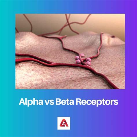 Alpha Vs Beta Receptors Difference And Comparison