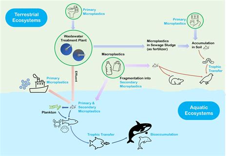 Impact Of Microplastics On Wildlife Wasser