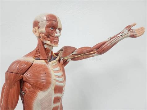 Muscular Anatomy Model Stock Photo Image Of Graphic 284064572