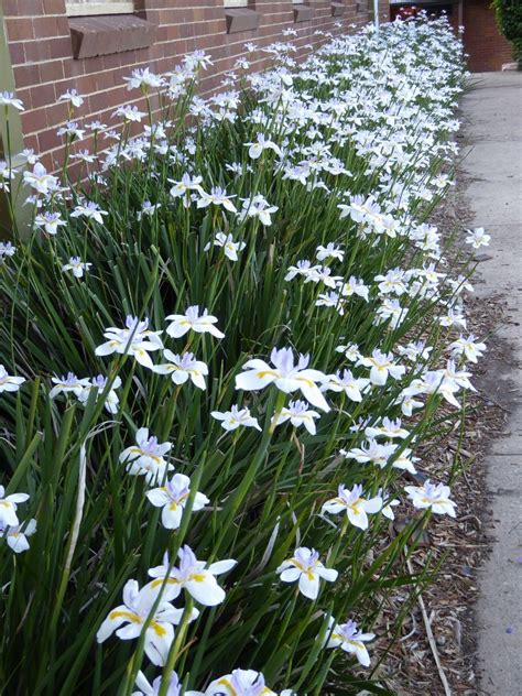 Wild Iris Local Seeds