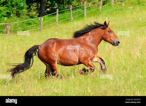 Ardennes, Mare, Ardennais, Coldblood Horse, Coldblood Stock Photo - Alamy