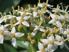 Category:Cornus alba (flowers) - Wikimedia Commons