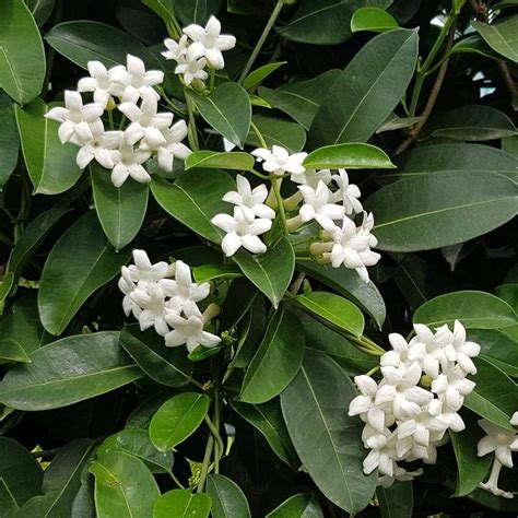 Stephanotis Madagascar Jasmine Hello Hello Plants