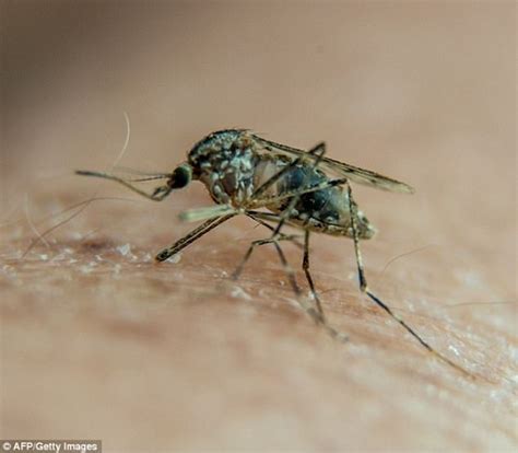 Zika Virus Detected In Second Indian State Daily Mail Online