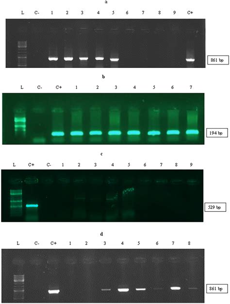 Confirmation Of The Transgenic Lines Pcr Amplification Of Map A