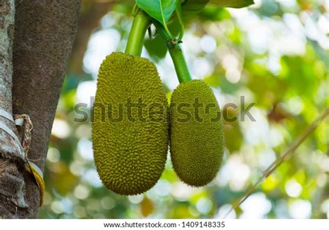 Fresh Green Jackfruit Artocarpus Heterophyllus Hanging Stock Photo