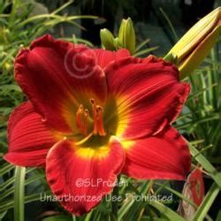Daylily Hemerocallis Red Hot Returns In The Daylilies Database Garden Org