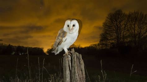 An Owls ‘shocking Color Should Hinder Hunting Scientists May Have