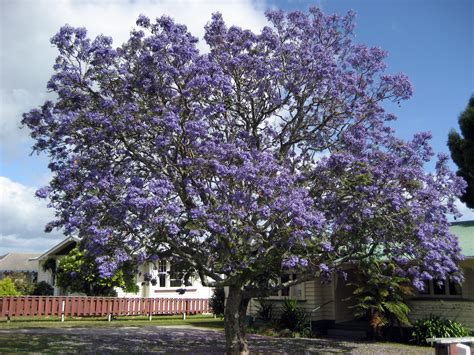 Jacaranda Mimosifolia Wikiwand