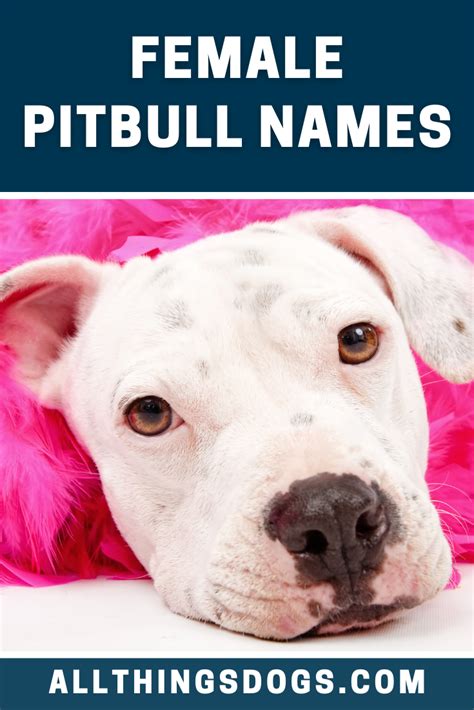 Pit bull names 250 creative names for pit bulls – Artofit