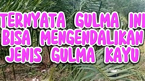 TERNYATA GULMA JUGA MEMBANTU KITA MERAWAT KEBUN KELAPA SAWIT YouTube