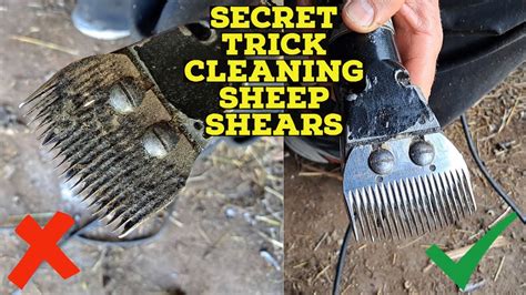 Secret Trick For How To Clean Sheep Shears Youtube