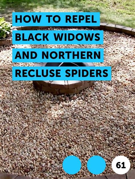 How To Get Rid Of Black Widows How To Guide