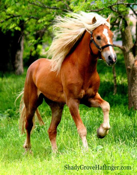 Best Photos Of Haflinger Horses Shady Grove Haflinger Pictures Pferde