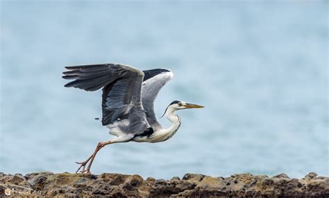 Loiseau Du Mois Le Héron Cendré Gepomay Oiseaux De Mayotte