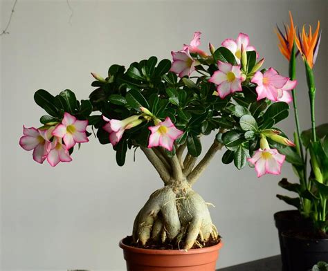 ADENIUM obesum Róża Pustyni Sadzonka 13204182321 oficjalne archiwum