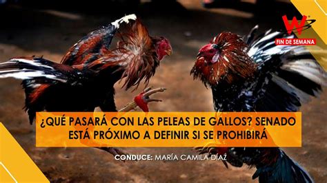 Qu Pasar Con Las Peleas De Gallos Senado Est Pr Ximo A Definir Si