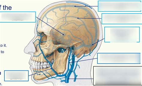 Diagram Of Venous Drainage Of The Head And Neck Quizlet