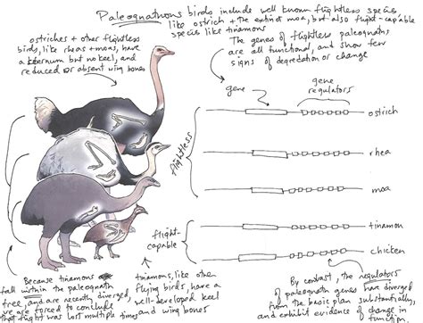 What scientists learned after reconstructing DNA of extinct New Zealand bird - ABC News