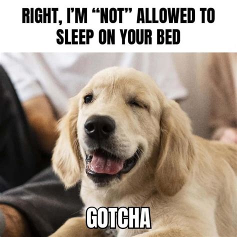 100 Dog Meme Pictures