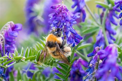 Bumblebee Surveying And Monitoring Bumblebee Conservation Trust