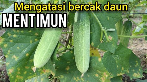 Cara Mengatasi Penyakit Bercak Daun Pada Tanaman Mentimun YouTube