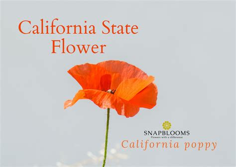 California State Flower