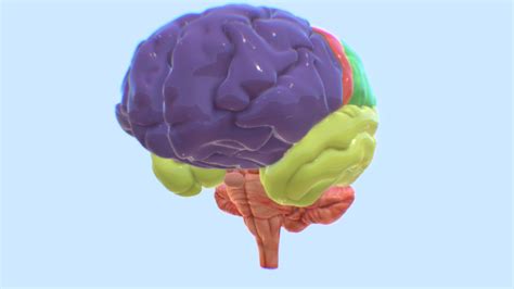 Lobes of the Brain - 3D model by ERC [c1518ab] - Sketchfab