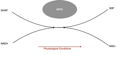 Illustrated By L Polchar Glycerol 3 Phosphate Dehydrogenase 1 GPD1