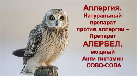 Аллергия. Натуральный препарат против аллергии - Препарат АЛЕРБЕЛ ...