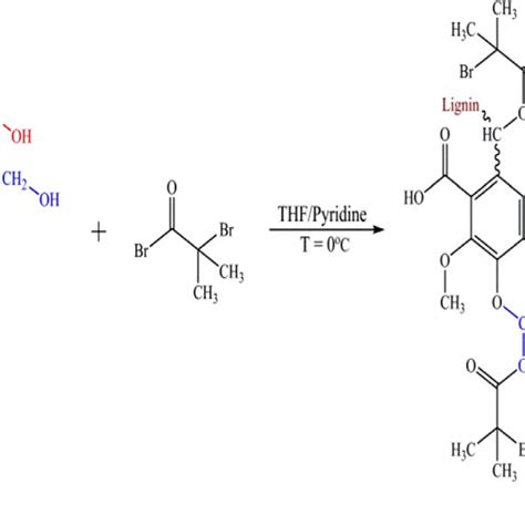 Schematic representation of α bromoisobutyrylation of HML with