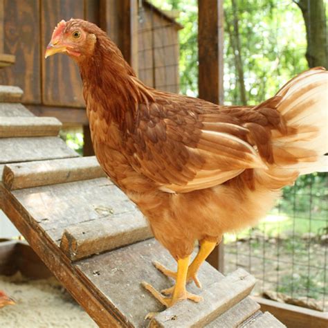 Golden Comet Chickens Golden Comet Breed Info Ccg