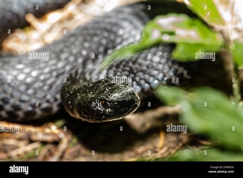 Common European adder Stock Photo - Alamy