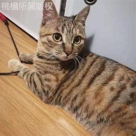 成年猫咪活体中华田园猫家养黑猫白猫橘猫狸花猫黑白奶牛幼猫宠物虎窝淘