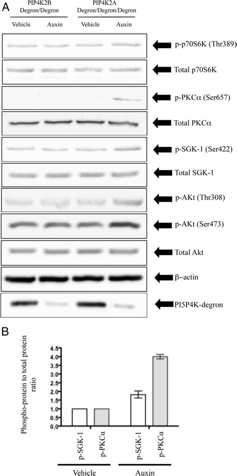 In B Cells Phosphatidylinositol 5 Phosphate 4 Kinase α Synthesizes Pi 4 5 P2 To Impact Mtorc2