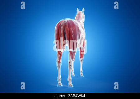 Anatomy of the horse with its muscular system Stock Photo - Alamy