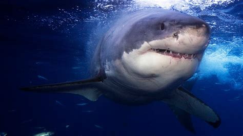 Large Great White Shark