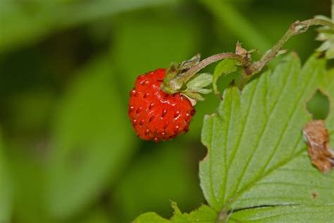 Free Images Tree Nature Branch Blossom Sun Fruit Berry Sweet