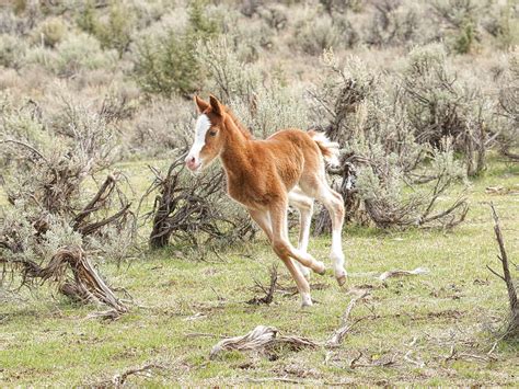 Little Runner Photograph By Steve Mckinzie Fine Art America