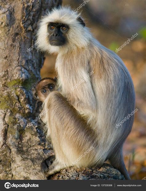 Gray Langur Baby