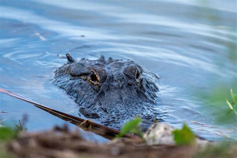 Lake Apopka Wildlife Drive reopens for the weekend | The Apopka Voice