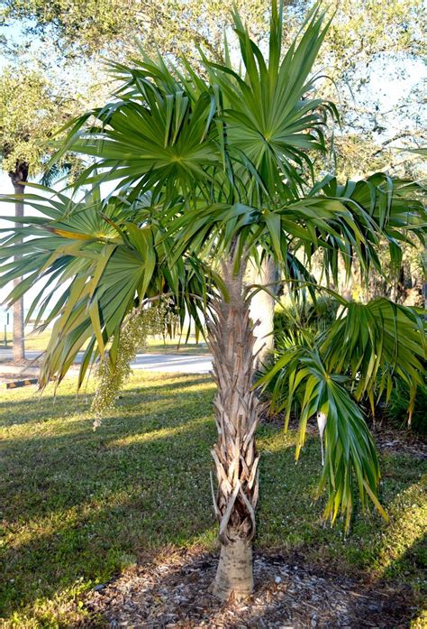 Florida Thatch Palm - Eat The Weeds and other things, too