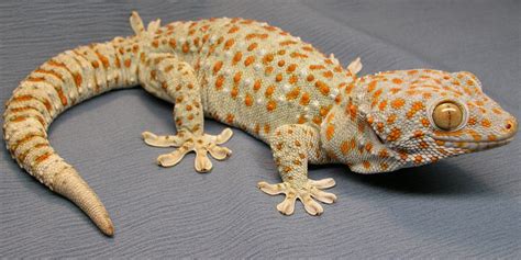 Tokay Gecko Facts And Pictures Reptile Fact