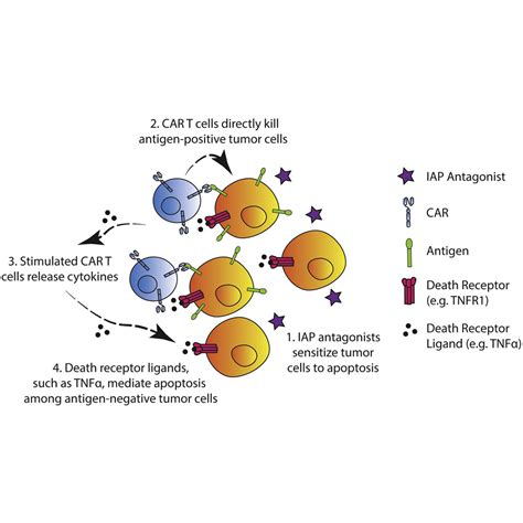 The IAP Antagonist Birinapant Enhances Chimeric Antigen Receptor T Cell