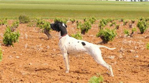 C Mo Ense Ar La Muestra A Un Perro De Caza Licenciadecaza Online