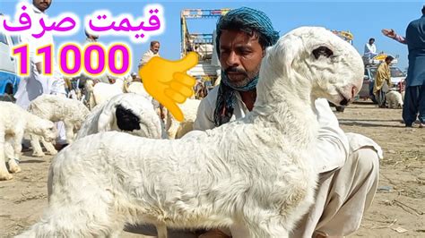 Kamoray Mundray 10 Sy 13 Hazar Ki Range Main Malik Imran Goat Farm All