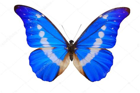 Morpho Helena butterfly. — Stock Photo © Julius #6927568