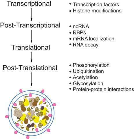 Transcriptional And Post Transcriptional Regulation Of Autophagy In The