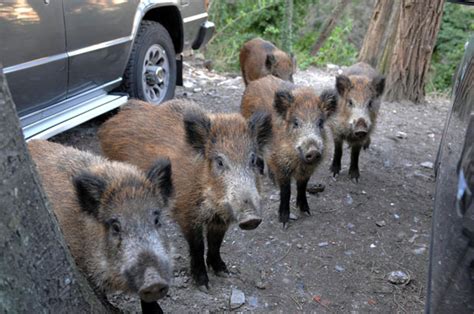 Allarme Della Forestale L Invasione Dei Cinghiali Non Gestita