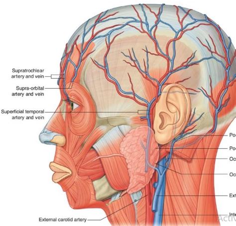 Temporal Artery Anatomy Anatomical Charts Posters